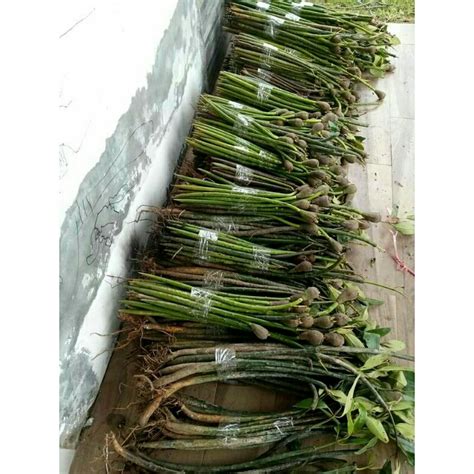 Jual Bibit Pohon Bakau Mangrove Per Batang Shopee Indonesia