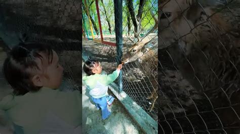 Шымкент зоопарк 🇰🇿#zoo #animals - YouTube