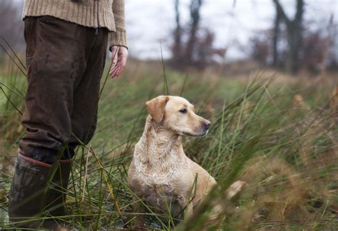 How To Train A Hunting Dog Pelican