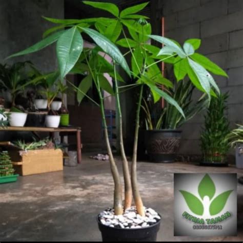 Jual Pohon Pachira Uang Batangan Tanaman Hias Money Tree Shopee