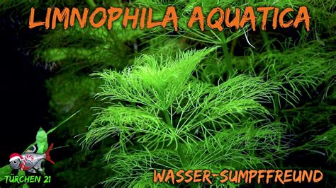 Der Wasser Sumpffreund Limnophila Aquatica Adventdicted