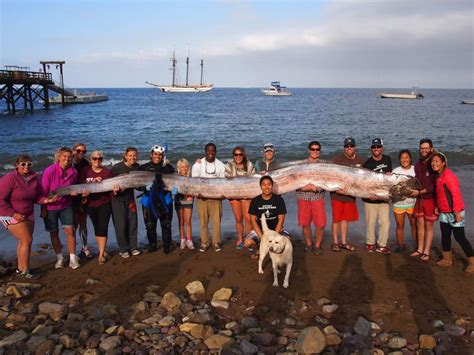 5 Fakta Oarfish Ikan Yang Diduga Jadi Tanda Bencana