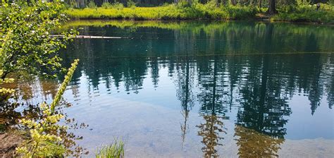 Volunteer Day: Beaver Habitat and Wetland Mapping - Bark