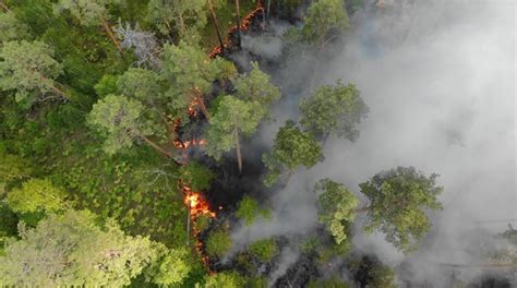 Queimadas Na Amaz Nia Desequil Brio Na Natureza Hexag Medicina