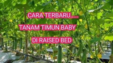 Budidaya Timun Baby Di Raised Bad Kompos YouTube