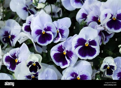 Garden Pansy Viola Tricolor Var Hortensis Flowering Plant Stock