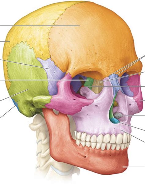Bone Quiz 1 Diagram Quizlet