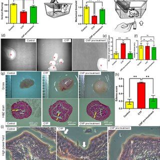 Behavioral And Histological Characterization Of Cypinduced Cystitis