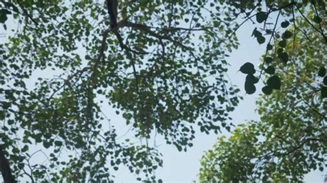 Sacred Bodhi Tree at Mahabodhi Temple Co... | Stock Video | Pond5