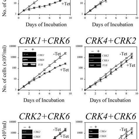 Effects Of Double CRK Knockdowns On The Growth Of Procyclic Form T