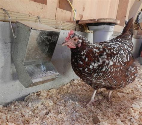 Oyster Shell For Hens Hencam