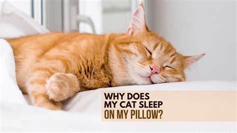 8 Reasons Why Does Your Cat Sleep On Your Pillow