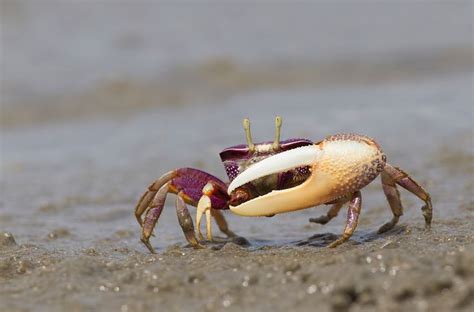 Fiddler Crab Recipe Bryont Blog