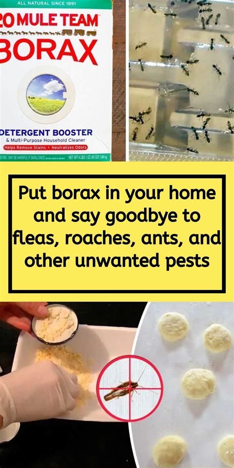 Put Borax In Your Home And Say Goodbye To Fleas Roaches Ants And Other Unwanted Pests Diy