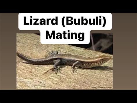 Lizard (Bubuli) Mating. (Banatan) Pinoy Style. - YouTube