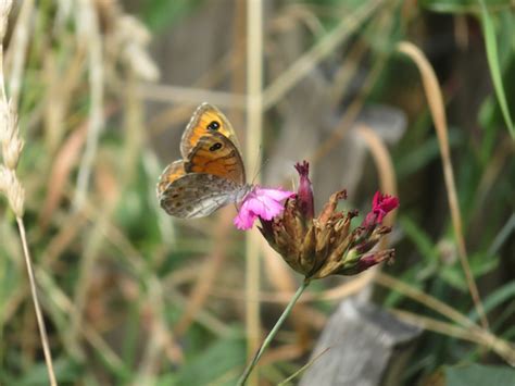 30 08 2019 Balades Aux Jardins