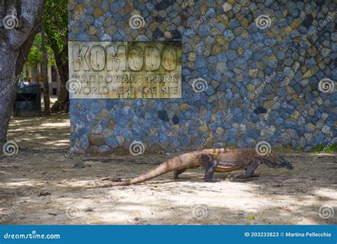 Komodo Dragon The Largest Lizard In The World Walks On The Ground Next