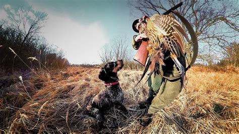 Polowanie z wyżłem na bażanty Pheasant hunting in Poland 28 02 2021r