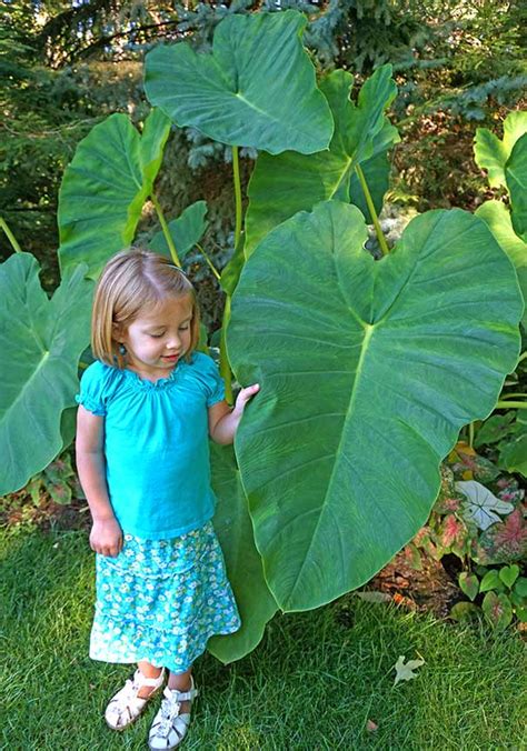 Elephant Ears (7-9") - Degroot