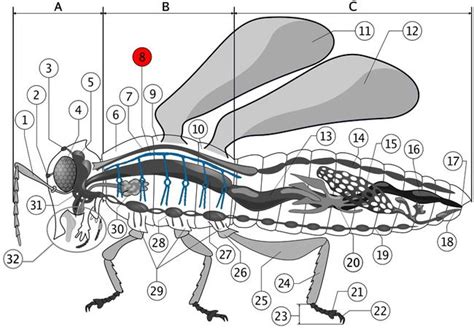 Color Diagrams of Insect Organs and Internal Structures