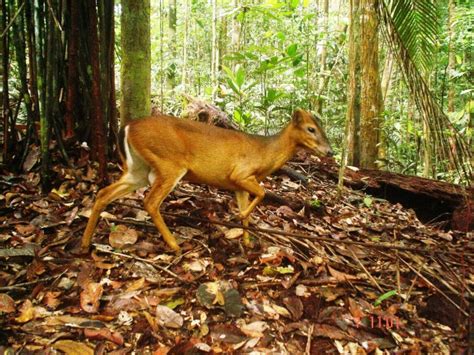 Bornean Yellow Muntjac At Meriuk Farm Stay Mammals Of Borneo