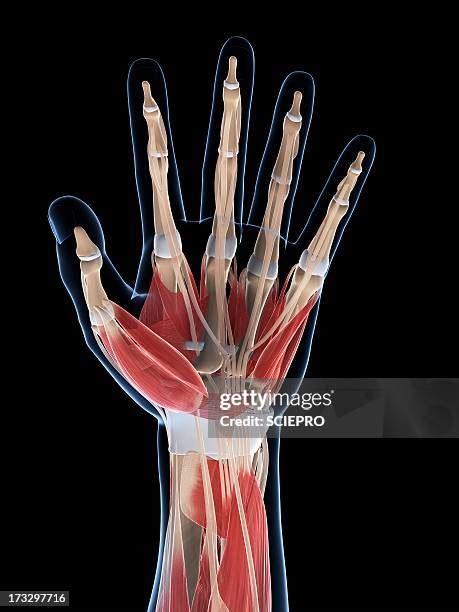 Finger Joint Anatomy Photos and Premium High Res Pictures - Getty Images