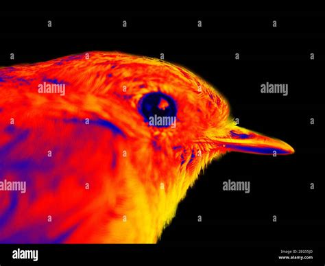 Robin Infrared Portrait Scanning The Animals Body Temperature With A