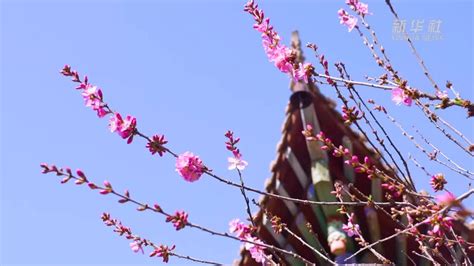 千城胜景｜宁夏红寺堡：花开古韵凤凰网资讯凤凰网