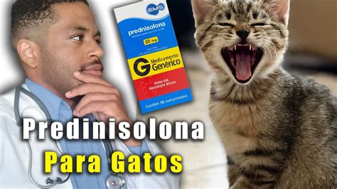 Prednisolona Para Gatos Dosagem Indica Oes E Colaterais Youtube