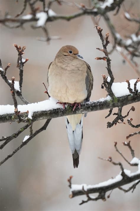 Pennsylvania Bird Atlas Checklist 16 Jan 2024 Greycar Rion Memorial