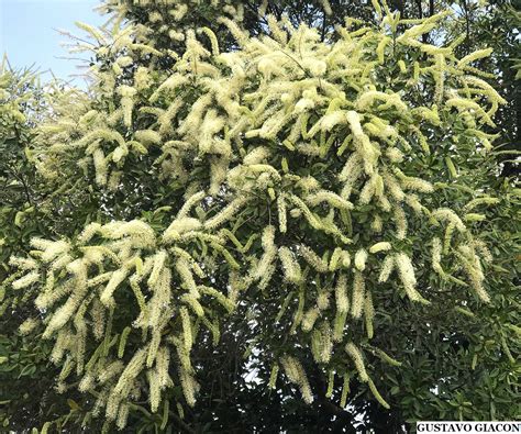 Viveiro Ciprest Plantas Nativas E Ex Ticas Cachos De Marfim