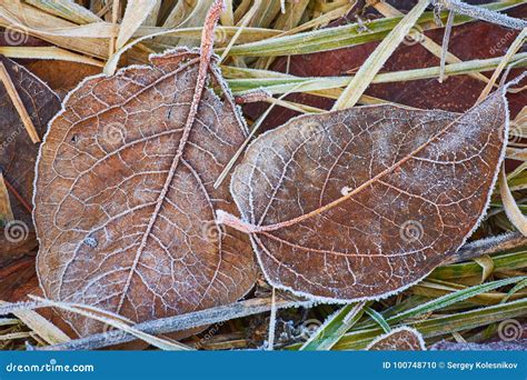 Autumn Leaves Covered In Early Frost Stock Photo Image Of Season