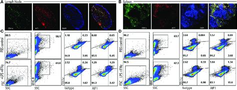 Allograft Inflammatory Factor 1 Aif1 Is Expressed In Splenic And