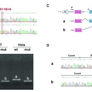 Minigene analysis based on pcMINI-DYNC2H1-wt/mut recombinant vector (A ... 