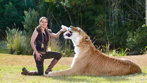 Liger Hercules Big Cats Cat Facts Cat Behavior