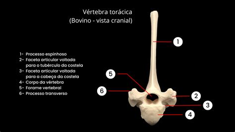 Estudo De Anatomia Comparada Medicina Veterin Ria Est Cio Niter I