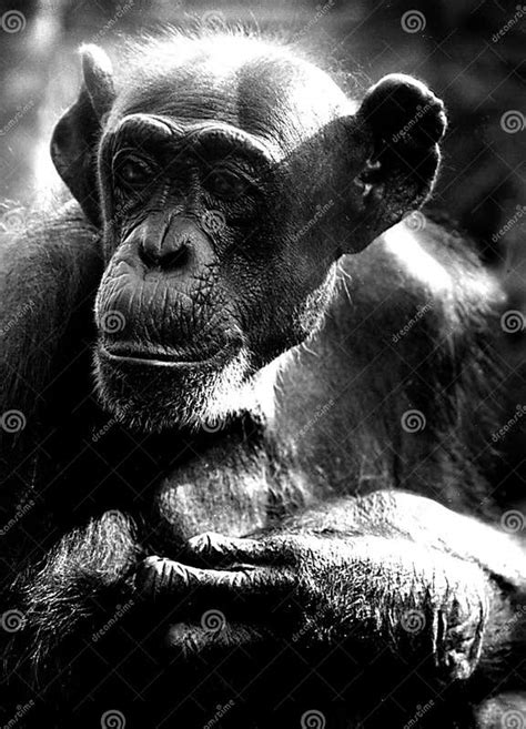 Common Chimpanzee Stock Photo Image Of Mammal Fauna 209230016