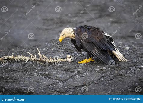 Adult Bald Eagle with the Skeleton of a Sea Otter Stock Photo - Image ...