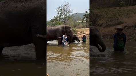 Water Rafting And Elephants Chiang Mai Shorts Thailand Shortvideo