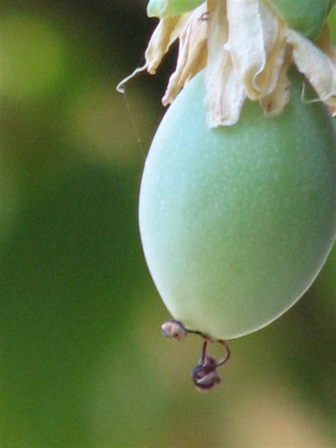 Passiflora caerulea fruit by spinngewebe on DeviantArt