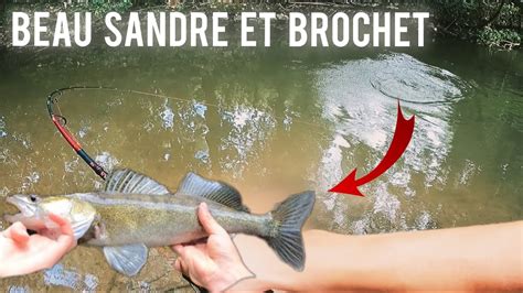 PECHE du SANDRE et BROCHET en rivière au vif YouTube