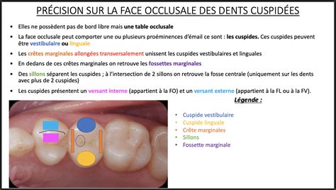 Fossette Marginale Ue Odontologie Tutorat Associatif Toulousain