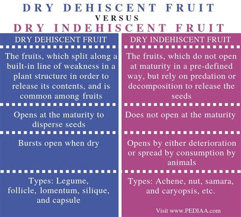 What is the Difference Between Dry Dehiscent and Dry Indehiscent Fruit - Pediaa.Com