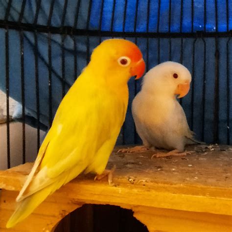 Jual Burung Lovebird Mata Merah Sepasang Induk Jenis Pale Fallow