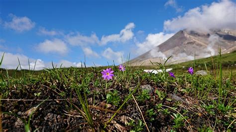 大雪山旭岳の花情報 Daisetsuzan Asahidake Ropeway