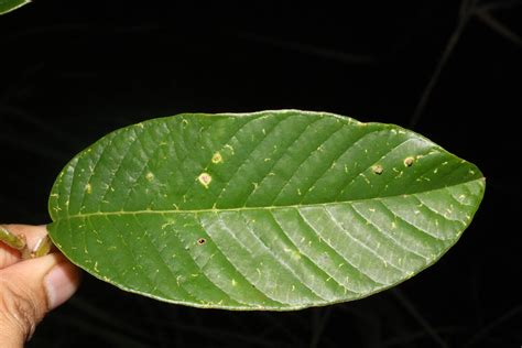 Fissistigma Plant Annonaceae Image At Phytoimages Siu Edu