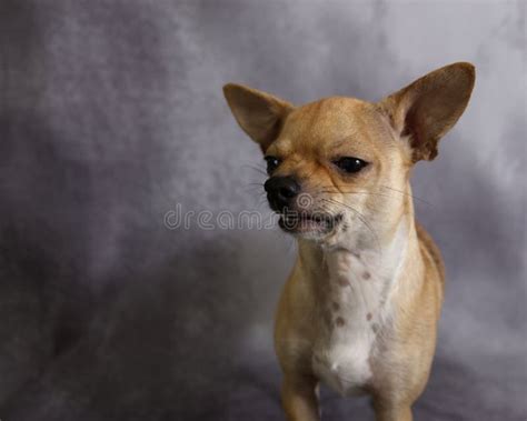 Angry Chihuahua Growling 2 Years Old Stock Image Image Of Animal