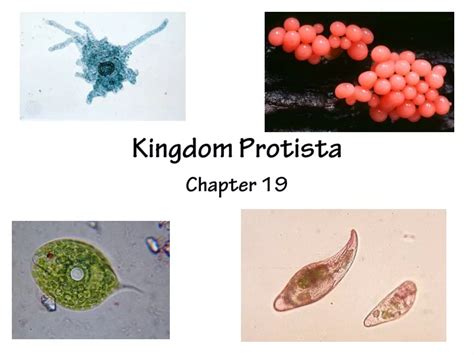 Ppt Kingdom Protista Powerpoint Presentation Free Download Id483980