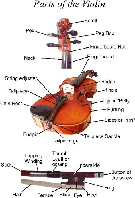 1000+ images about Parts of the violin on Pinterest | English, Violin parts and Violin bow