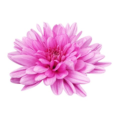 Fresh Pink Flowers Clipart Flowers Clipart Fresh Flower Flower PNG